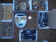 0.5 lbs pound of large fossil orthoceras ammonite sea urchin, and 100 ammonites
