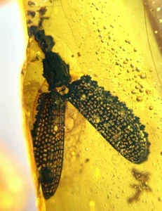 Fossile birmano burmite ambra del Cretaceo raro insetto coleottero ambra fossile Myanmar - Foto 1 di 8