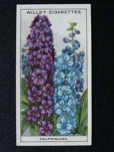 No.17 DELPHINIUMS Garden Flowers by W.D.& H.O. Wills Ltd 1933 - Picture 1 of 1