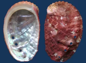 Shell Haliotis dohrniana Seashell - Imagen 1 de 2