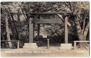 RPPC Gateway MUIR WOODS, CA Marin County Zan Foto 1940er Vintage Postkarte - Bild 1 von 2