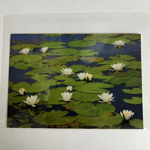 Narаchanski National Park Belarus White Lillies Postcard - Picture 1 of 4