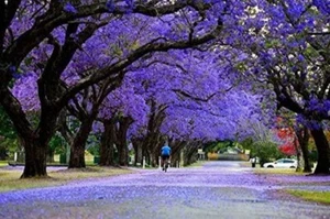 20 blaue Jacaranda-Baumsamen ausgezeichnete Bonsai-Probe exotisch blühender Bonsai - Bild 1 von 4