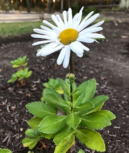 3 Montauk Nippon Daisy Perennial Live Plant Bare Root 3 Years Old - Picture 1 of 4