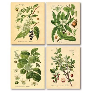 Popular Old-Fashioned Plant Botanical Prints; Four 8x10in Poster Prints - Picture 1 of 8