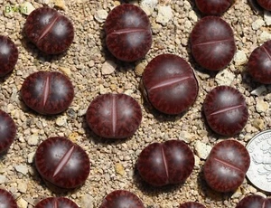 Plant -one-Lithops lesliei “Jambourree” - Picture 1 of 3