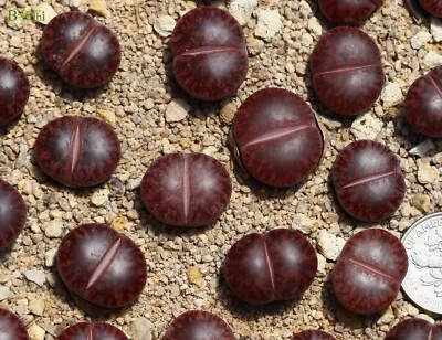Plant -one-Lithops lesliei “Jambourree”  - Image 1 of 3