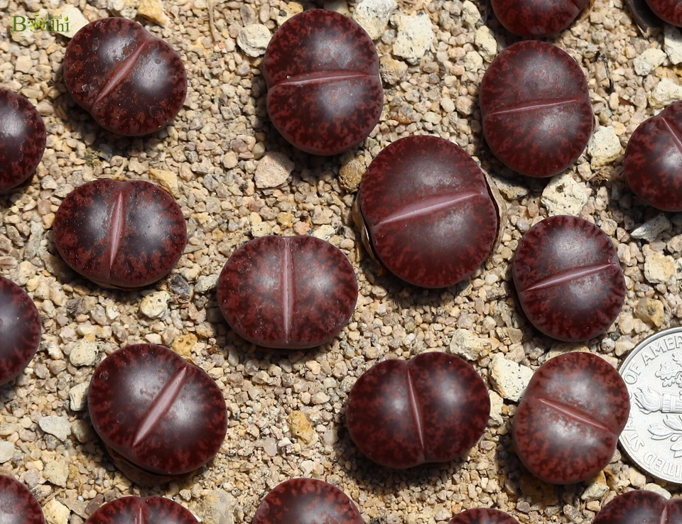 Plant -one-Lithops lesliei “Jambourree”  - Image 1 of 3