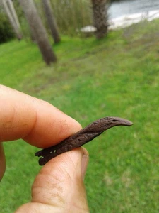 Rare High Quality Fossil Cormorant Bird Beak Florida Ice Age Fossil  - Picture 1 of 10