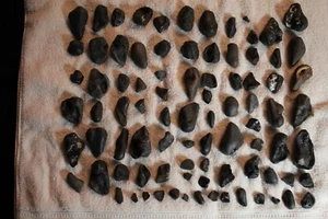 86 ASSORTED MOSTLY WHALE EARBONE FOSSILS DIFFERENT SIZES - Picture 1 of 8