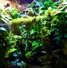 Live Bioactive Terrarium Starter Kit- XL. Plants, Moss, Leaf, &More For Reptiles
