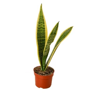 Snake Plant Laurentii-4" Pot / White Cylinder - Picture 1 of 12