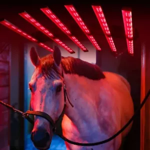 Pferd Solarium Redfy Scheune Verwendung Infrarot LED Pferd Solarium Gerät - Bild 1 von 12