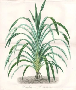 pandan Schraubenpalme screw palm Botanik botany engraving Herincq 1865 - Bild 1 von 1