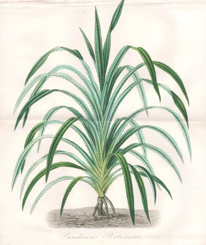 pandan Schraubenpalme screw palm Botanik botany engraving Herincq 1865 - Bild 1 von 1