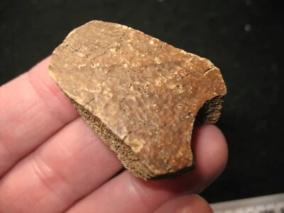 Pleistocene ice age Turtle fossil nuchal scute bone shell Pseudemys nelsoni #2 - Image 1 of 3