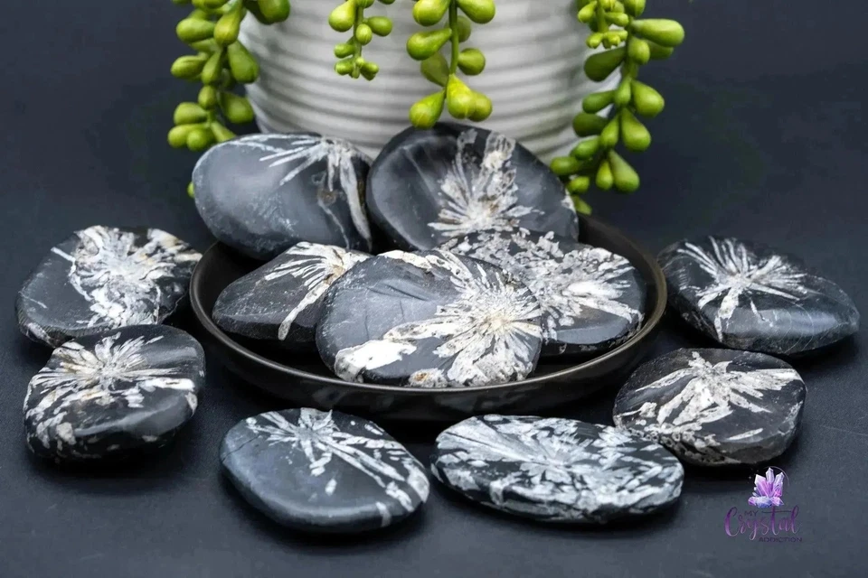 Chrysanthemum Stone Palm Stone - Image 1 of 4