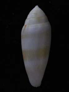 Cono granal Seashell GRANDE 31 mm F++ - Imagen 1 de 3