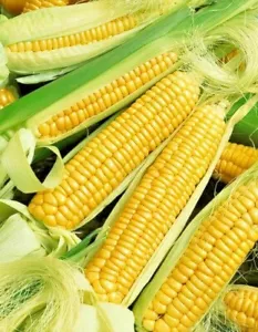150+ Erbstück Gemüsesamen 6 Sorten Garten Set #5 Notfall Überleben GENTECHNIKFREI - Bild 1 von 12