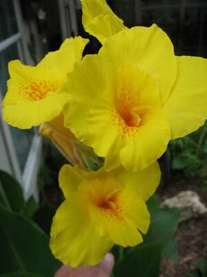 18 个灯泡 - Cana Lilly Bulbs 黄色 Cannas 橙色斑点喉咙 - 批量 18 个 — 第 1/3 张图片