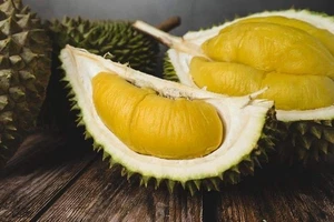 Musang King Durian Baby Tree – Hybrid D197 Seedling, Low-Growing & Early Fruit - Picture 1 of 6