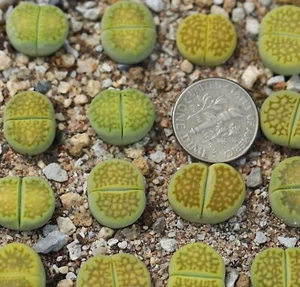 Plant -one- Lithops hallii 'Green Soapstone' C111A - Picture 1 of 3