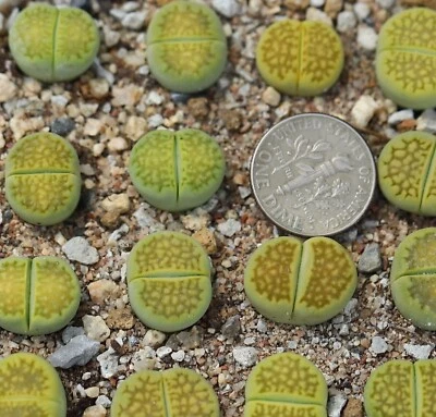 Plant -one- Lithops hallii 'Green Soapstone' C111A - Image 1 of 3