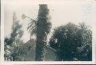 1950s Holday man climbing Palm two 3.75*2.5&quot; photo