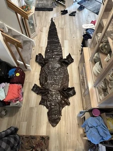 American Alligator Whole Belly Hide In Sports Rust 141” Or 11’9” - Picture 1 of 11
