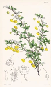 Berberis Concinna Himalaya Blume Botany Flower Lithograph Curtis 4744 - Picture 1 of 1