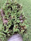 Fairy moss Floating Pond plant Fresh Water Aquarium Nano Fish Shrimp Tank Azolla