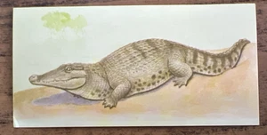 Vintage - 1962 - Gelles Widmer - Reptile CARD -1. American Crocodile - Picture 1 of 2