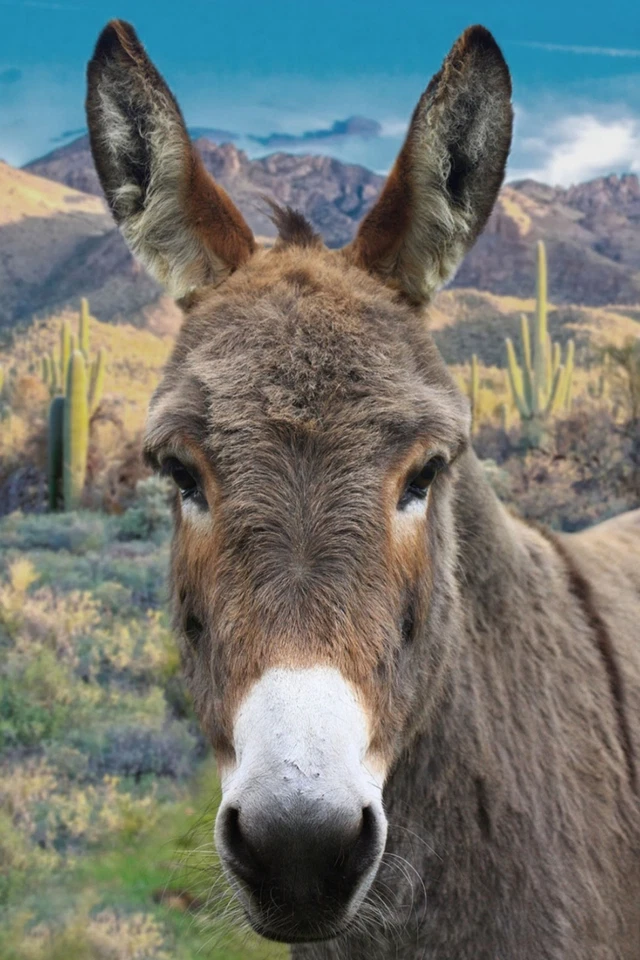 Hoffman Call Of The Wild Rusty the Donkey Cotton Quilt Panel 28 x 43" - Image 1 of 1