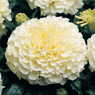 120 White Marigold Seeds Tagetes Garden Flowers