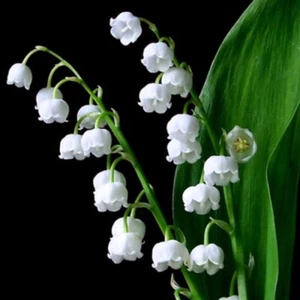 3 graines de MUGUET DE MAI (Convallaria Majalis)H165 LILY OF THE VALLEY SEEDS