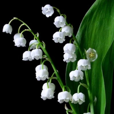 3 graines de MUGUET DE MAI (Convallaria Majalis)H165 LILY OF THE VALLEY SEEDS