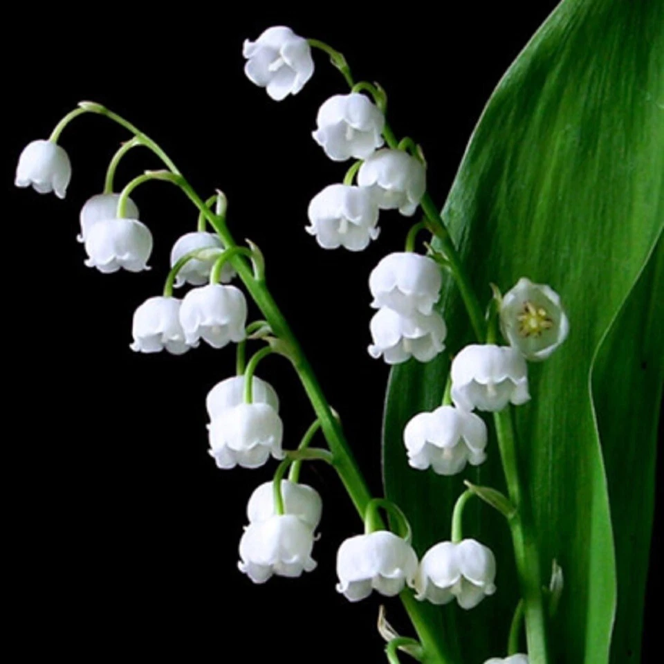 3 graines de MUGUET DE MAI (Convallaria Majalis)H165 LILY OF THE VALLEY SEEDS