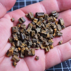 30gr Crinoid Stars Natural stems of sea lily Jurassic lot Fossil 1427 - Foto 1 di 5