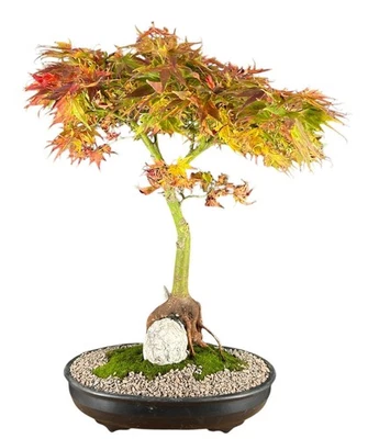 Mikawa Yatsubusa Japanese Maple Bonsai Tree Root Over Rabbit 23"H Outdoor Acer - Image 1 of 4
