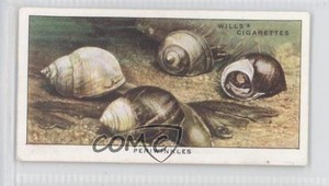 1938 Wills The Sea-Shore Tobacco Periwinkles #19 1s8