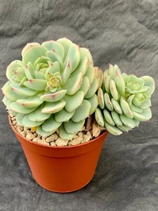 Echeveria Captain Hay - Bild 1 von 1