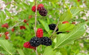 10Mulberry Tree Seeds Wild Organic Grown Home Orchard Fruit Plant Garden Seed - Picture 1 of 2