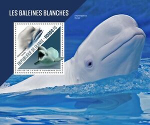 Guinea Whales Stamps 2021 MNH Beluga Whale Marine Animals 1v S/S