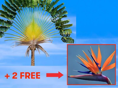 2 TRAVELLERS PALM TREE Seeds + 2 ORANGE BIRD OF PARADISE seeds - Image 1 of 4