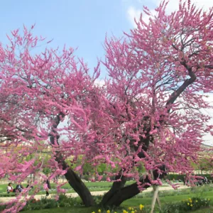 Cercis Siliquastrum - 25 Seeds - Judas Tree - Picture 1 of 1