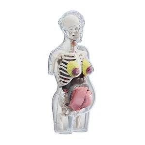 Anatomisches Modell des menschlichen Körpers, Schwangerschafts-Torso, zur - Bild 1 von 7
