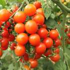 Large Red Cherry Tomatoes - Seeds - Organic - Non Gmo - Heirloom Seeds