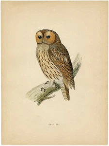 4174. Fanny Eule. Vogel thront auf Ast. POSTER. Heimschule Büro Kunstdekor - Bild 1 von 1