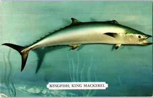 Kingfish King Mackerel Fish Postcard - Picture 1 of 2