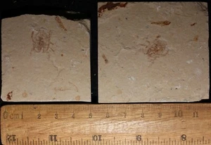 Lophoraninella 11 - Cangrejo pequeño - Fósiles del Cretácico directamente del Líbano - Imagen 1 de 1